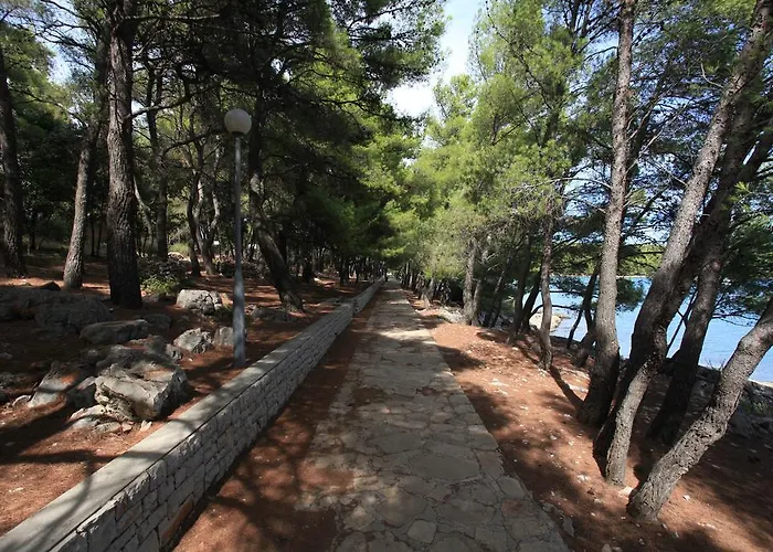 Pinus * فربوسكا