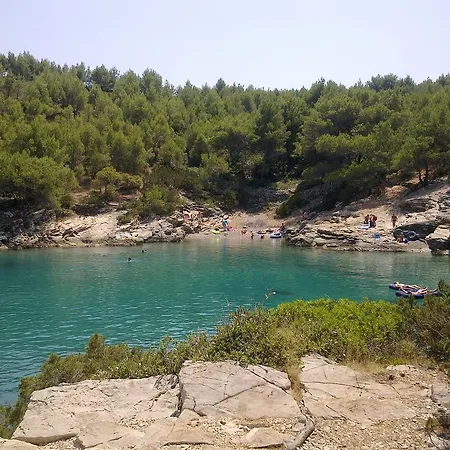 Pinus