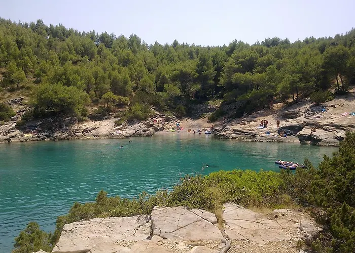 Pinus